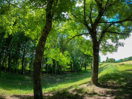 Super wide angle shots with action cam of forest and meadow in spring in daylightの写真素材