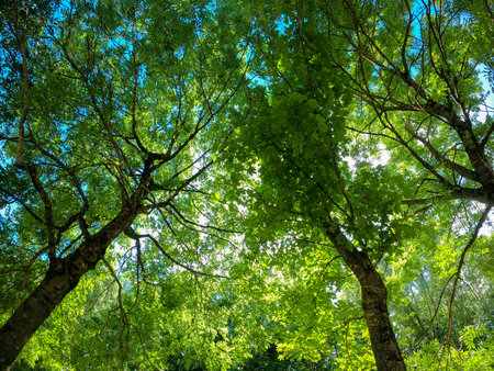 Super wide angle shots with action cam of forest and meadow in spring in daylightの写真素材