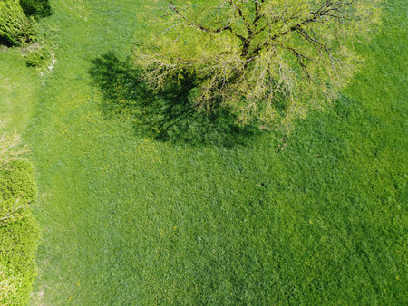 Aerial view of an agricultural field with grain planted in spring in Bavaria