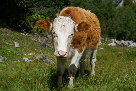 Happy cows on a high alpine pasture in the Tegernsee region in summer with lush grass and a great...