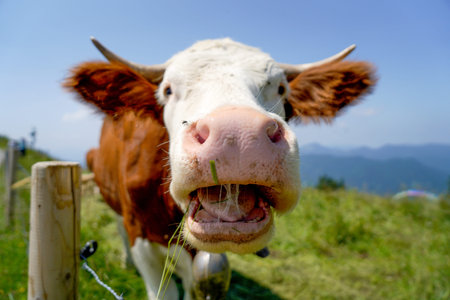 Happy cows on a high alpine pasture in the Tegernsee region in summer with lush grass and a great...