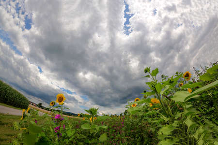 Sunflowers in bloom in the field photographed in daylightの写真素材