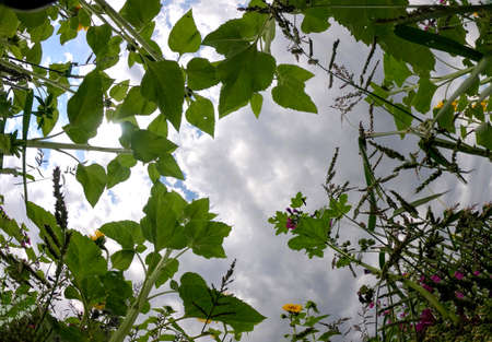 Sunflowers in bloom in the field photographed in daylightの写真素材