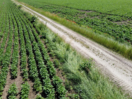 Aerial view of an agricultural field with grain planted in spring in Bavaria