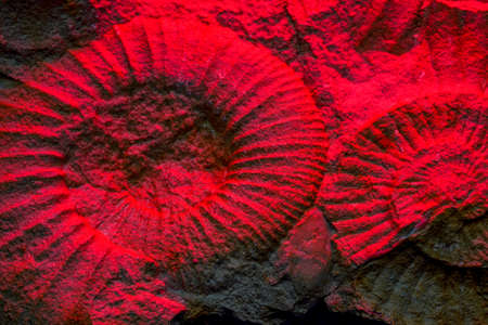 Ammonite is a fossilization of a squid enclosure, photographed here with macro lens in studioの写真素材