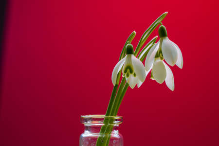 Snowdrops, Galanthus picked in spring and photographed in the studioの写真素材