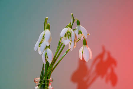 Snowdrops, Galanthus picked in spring and photographed in the studioの写真素材