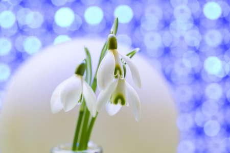 Snowdrops, Galanthus picked in spring and photographed in the studioの写真素材