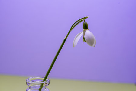 Snowdrops, Galanthus picked in spring and photographed in the studioの写真素材