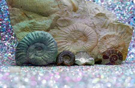 The ammonites (Ammonoidea) are an extinct subgroup of cephalopods photographed in the studioの写真素材