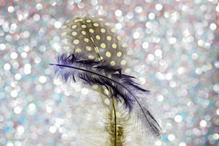 Bird feather as a background image with a lot of bright colors and structure