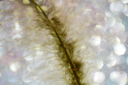 Bird feather as a background image with a lot of bright colors and structure