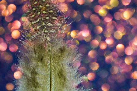 Bird feather as a background image with a lot of bright colors and structure