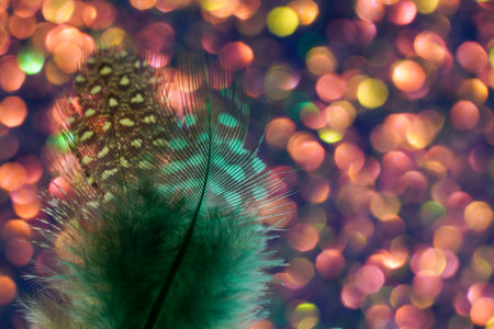 Bird feather as a background image with a lot of bright colors and structureの写真素材