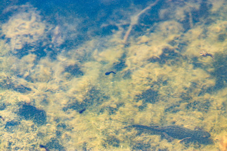 Water drops photographed with high-speed flashes in the studioの写真素材