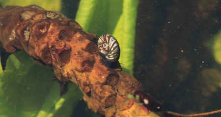 Water drops photographed with high-speed flashes in the studioの写真素材