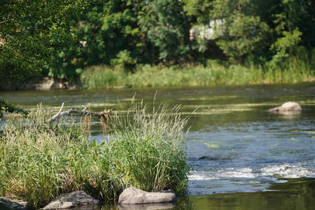Garden pond with aquatic plants and water and lots of vegetation in green natureの写真素材