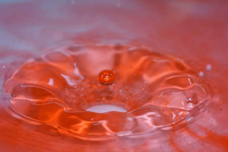 Garden pond with aquatic plants and water and lots of vegetation in green natureの写真素材