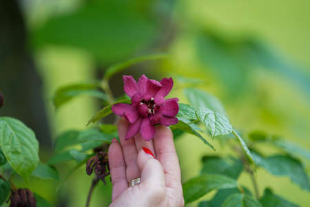 Green exotic plants in the botanical garden in springの写真素材