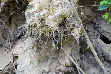Deforestation of our forests leads to more climate catastrophes plus forest dieback