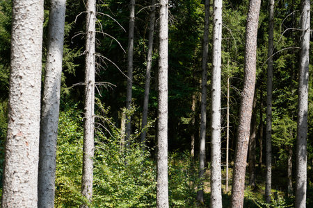 Deforestation of our forests leads to more climate catastrophes plus forest dieback
