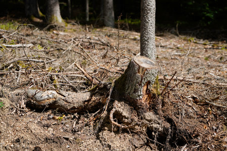 Deforestation of our forests leads to more climate catastrophes plus forest diebackの写真素材