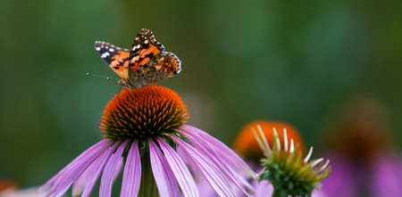 Meadow with lots of greenery and colorful flowersの写真素材