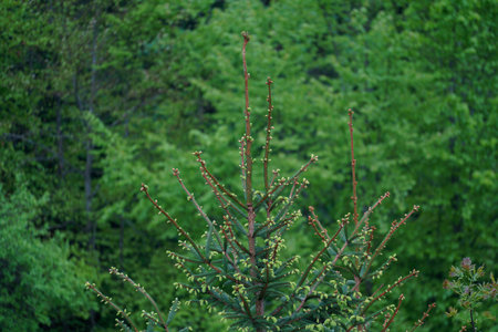 Reforestation in the forest with young green conifers