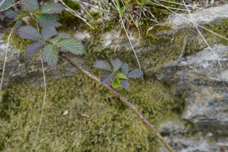 Reforestation in the forest with young green conifers