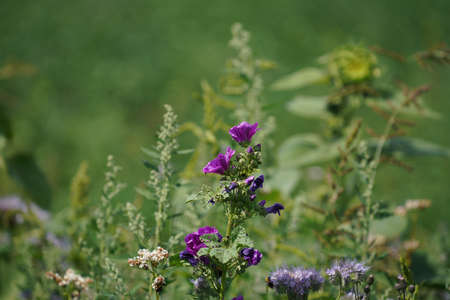 Meadow with lots of greenery and colorful flowersの写真素材