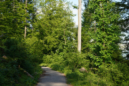 Leaves of deciduous trees in lush green