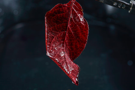 Leaves of deciduous trees in lush greenの写真素材