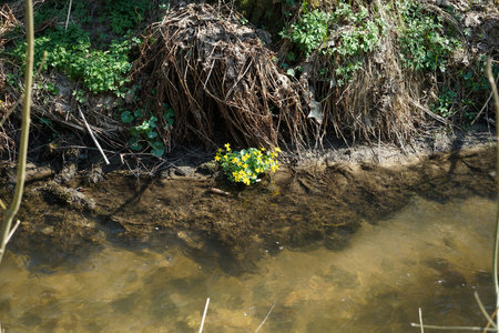 creek with clear water is habitat for animals and plants
