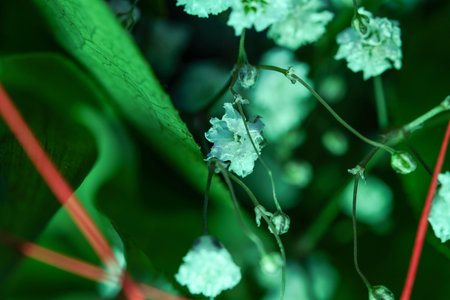 Close up of white flowers on green background. Shallow depth of field.