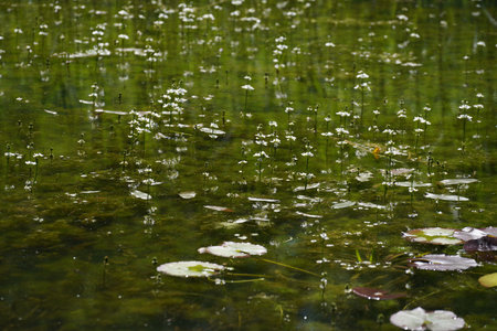Water lily in the lake with drops of water on the surfaceの写真素材