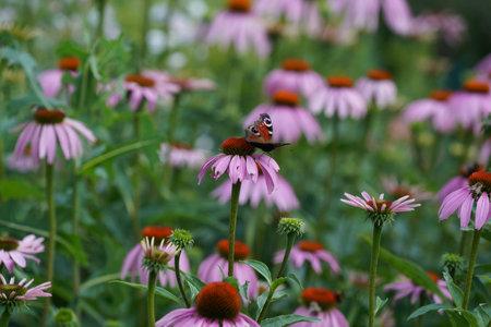 Echinacea purpurea or coneflower with butterfly.の写真素材