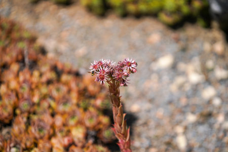 Sedum spectabilis, also known as the houseleek.