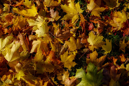 Maple leaves on the ground in autumn. Colorful background.