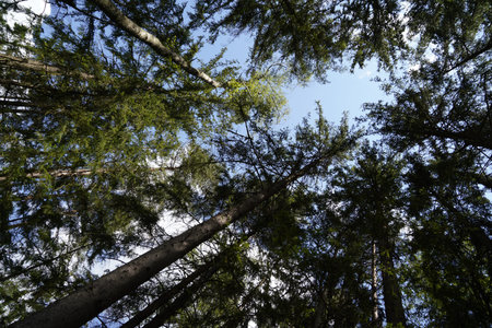 Tall pine trees in the forest, top view from below into the sky