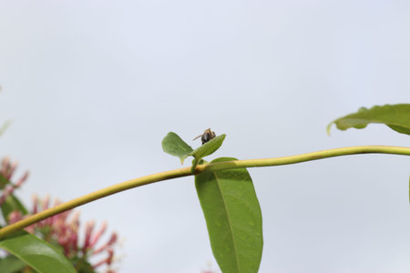 A bee on a green leaf with a blue sky in the background
