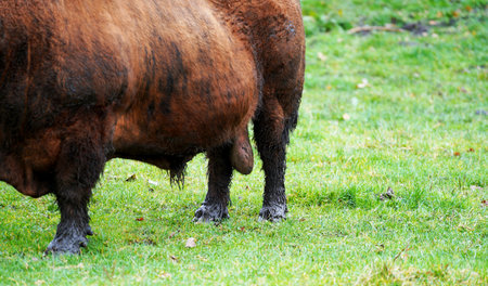Bull in a meadow, close-up, selective focus.