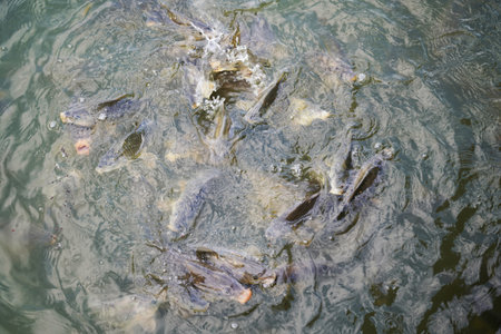 Flock of fish in the pond, Thailand. (selective focus)