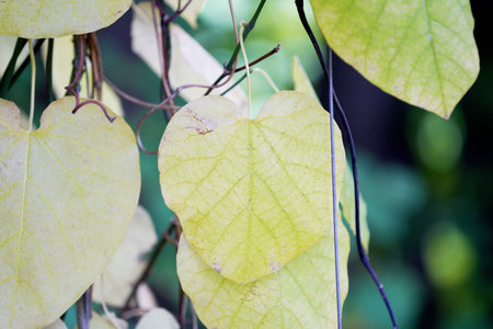 Heart shaped leaves on the tree in autumn season. Nature background.