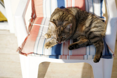 Cute tabby cat lying on a chair in the sun.の写真素材