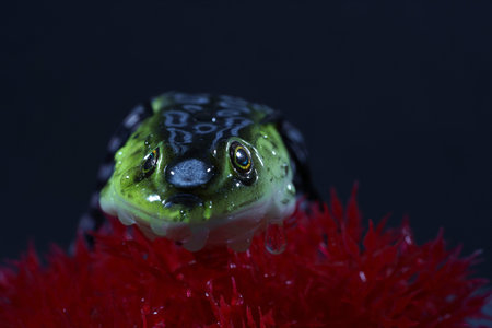 Green frog on a red christmas ball, isolated on black background