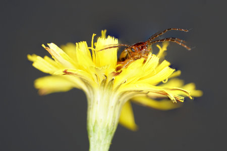 spider on yellow flower isolated on black background, macro closeup