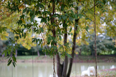 Tree in the park, selective focus and shallow depth of field.