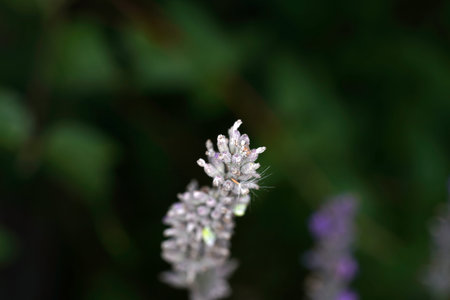 Lavender flowers in the garden. Selective focus. nature.