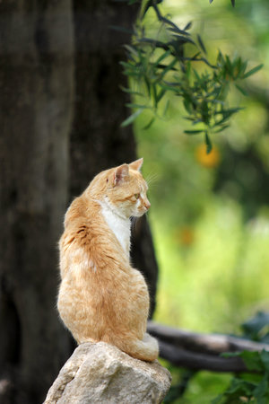 ginger cat sitting on a rock in the garden. close up
