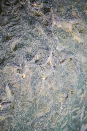 Flock of fish in pond, Thailand. Selective focus.の写真素材